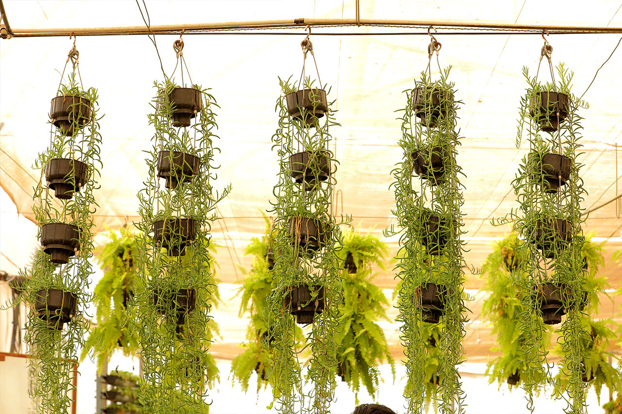 Sbl Farms Green walls and Living walls, Vertical Garden, Bio Curtains